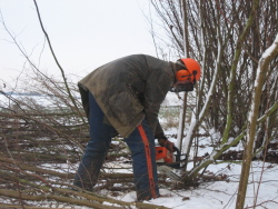 Cutting hazel in January 2010
