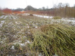cut willow ready to be sorted