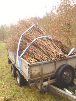 750 pea sticks in the small trailer