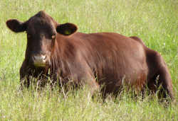 One of Wassledine's Red Poll cows