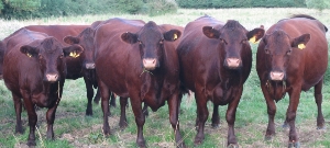 Wassledine Red Polls - beef is available on 23 October